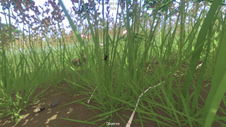 Grow Wild - a spider climbs up some tall grass.